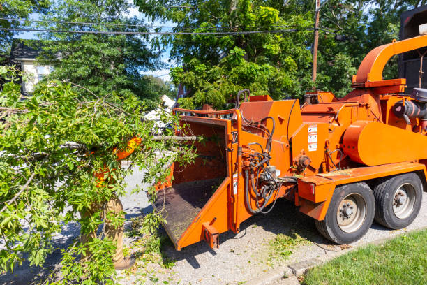 Tree Removal for Businesses